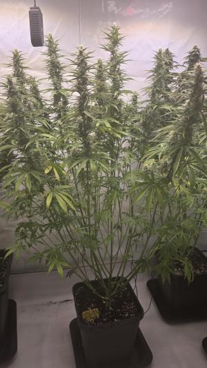 Comment by ThatsmyGrow photo #1