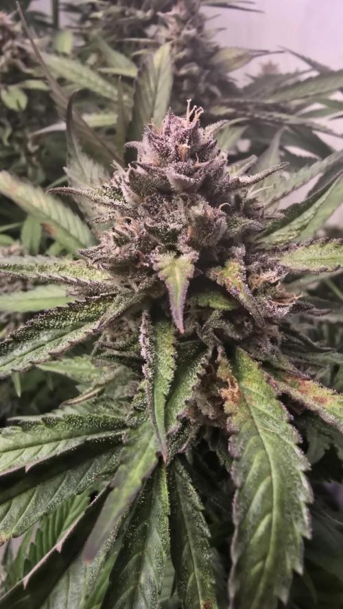 Strawberry Gorilla Auto. Week 10