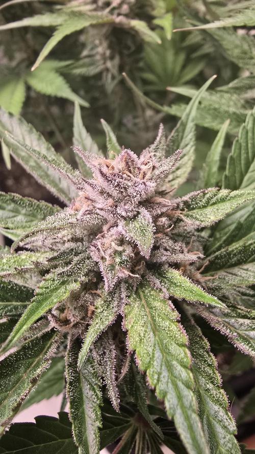 Strawberry Gorilla Auto. Week 10