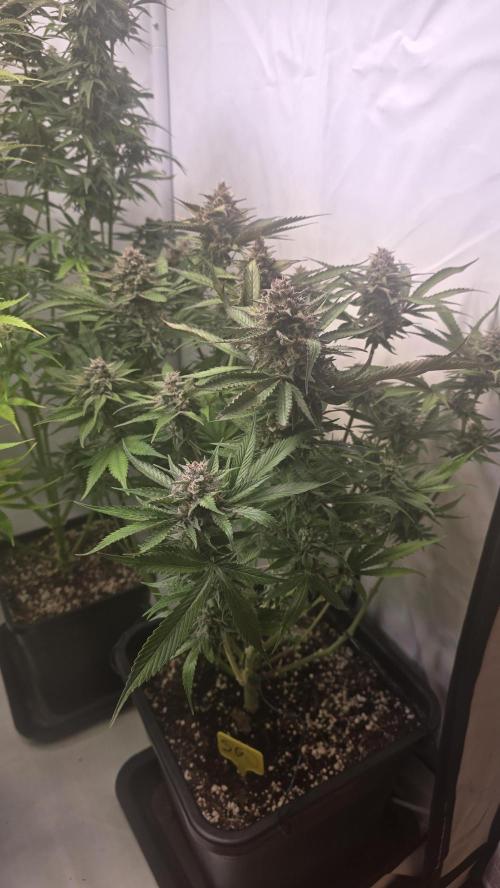 Strawberry Gorilla Auto. Week 10
