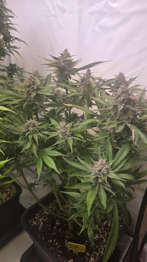 Strawberry Gorilla Auto. Week 10