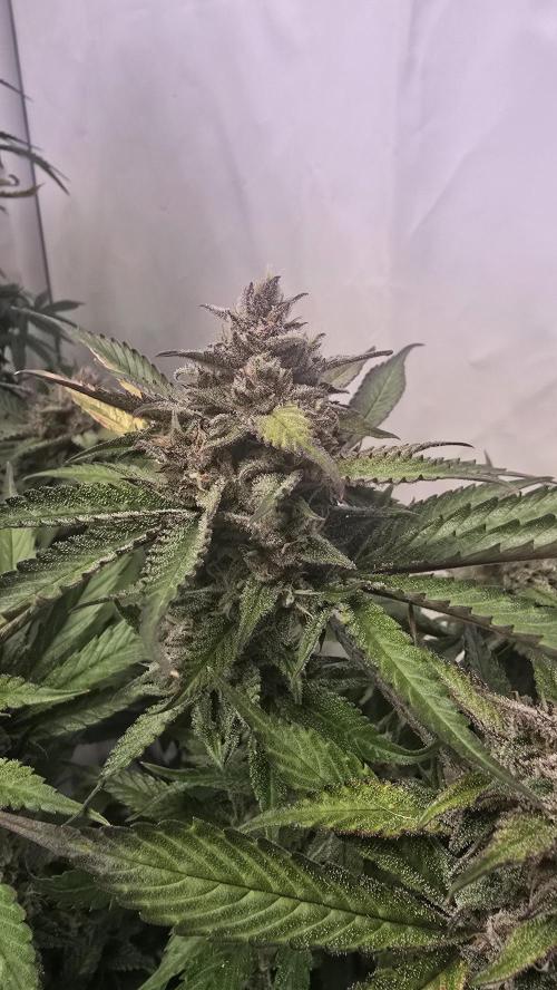 Strawberry Gorilla Auto. Week 10