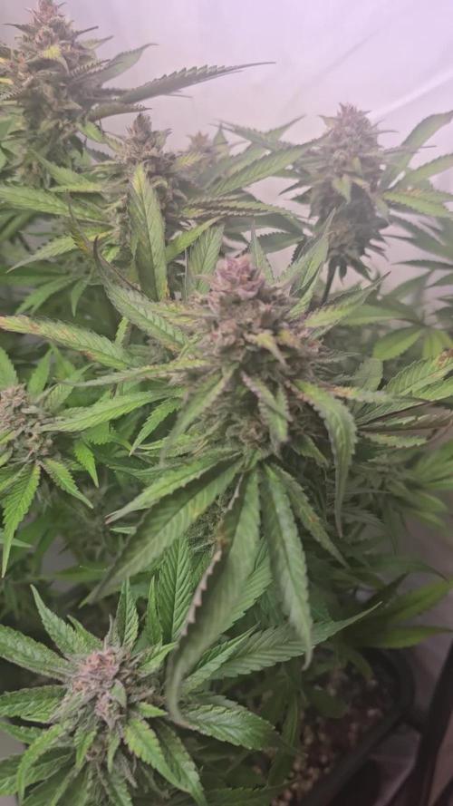 Strawberry Gorilla Auto