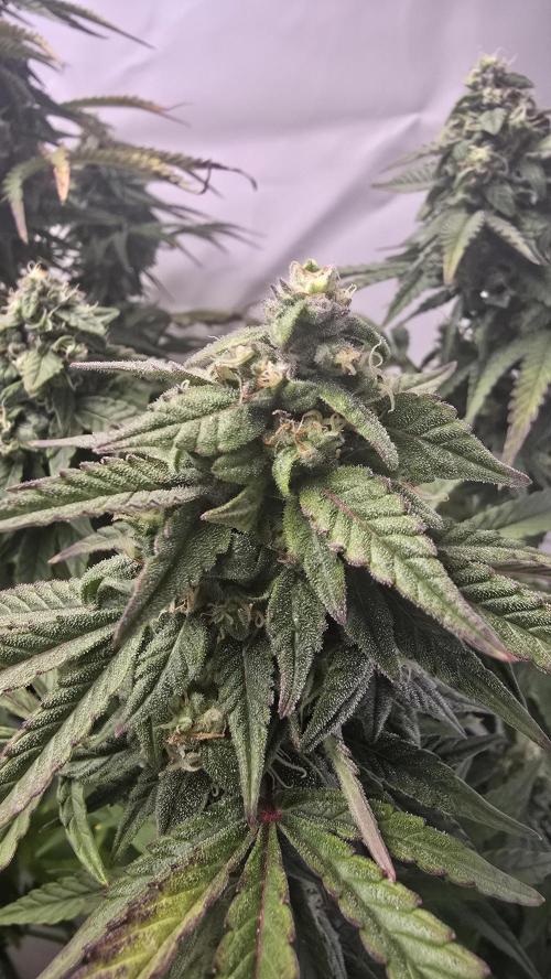 Lemon Cherry Gelato Auto. Week 9