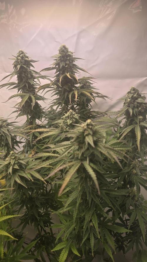 Lemon Cherry Gelato Auto. Week 9