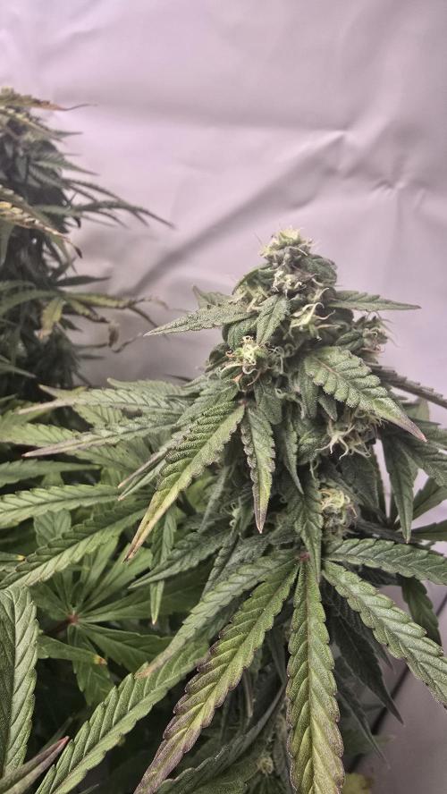Lemon Cherry Gelato Automatic. Week 9