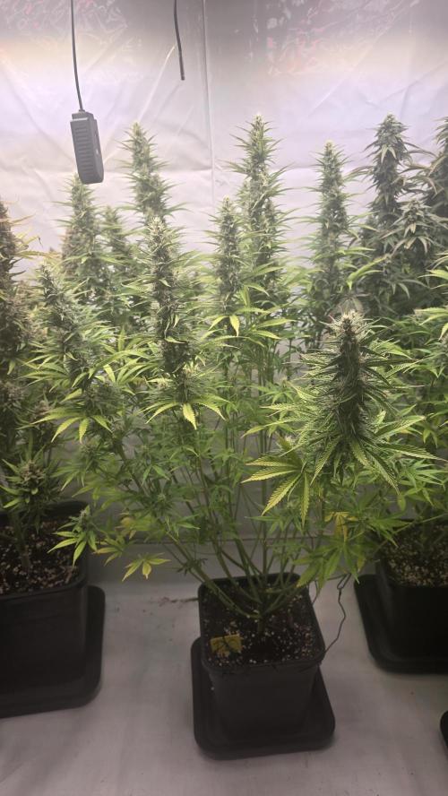 Pound Cake Auto. Week 10