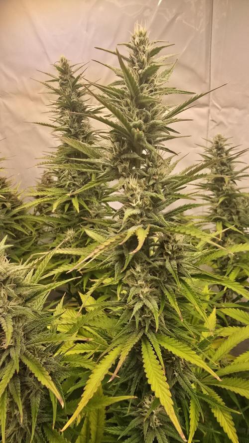 Pound Cake Auto. Week 10