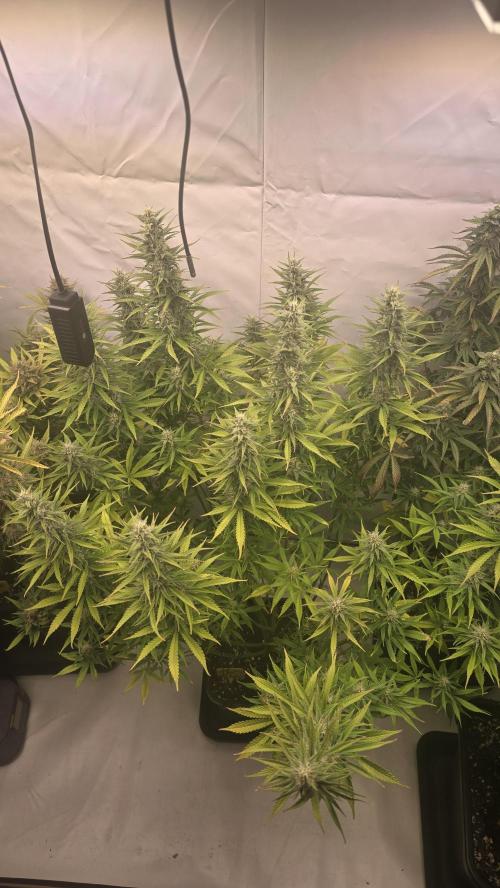 Pound Cake Auto. Week 10