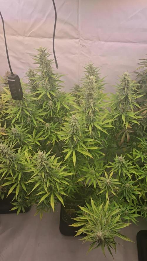 Pound Cake Auto