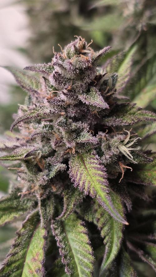 Strawberry Gorilla Auto. Week 11