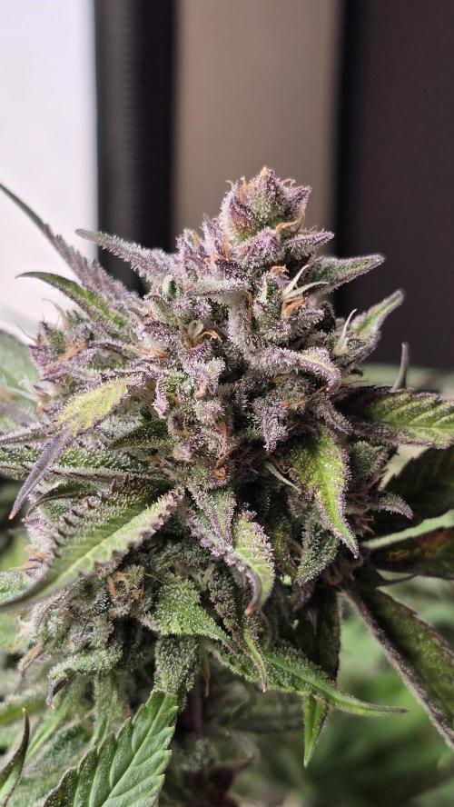Strawberry Gorilla Auto. Week 11