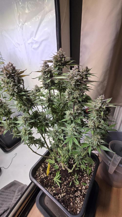 Strawberry Gorilla Auto. Week 11