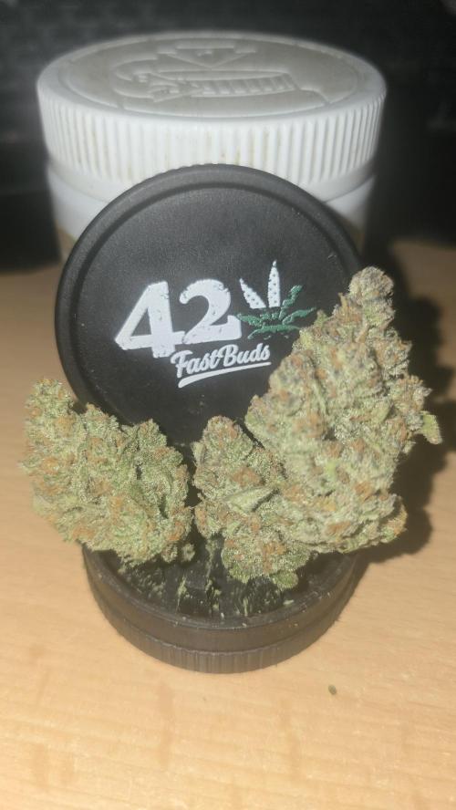 Z-Up Auto. Week 12