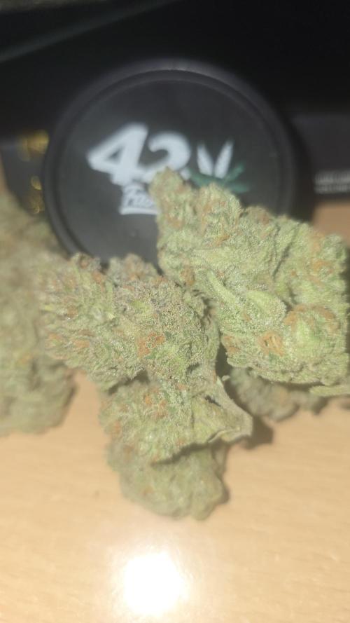 Z-Up Auto. Week 12