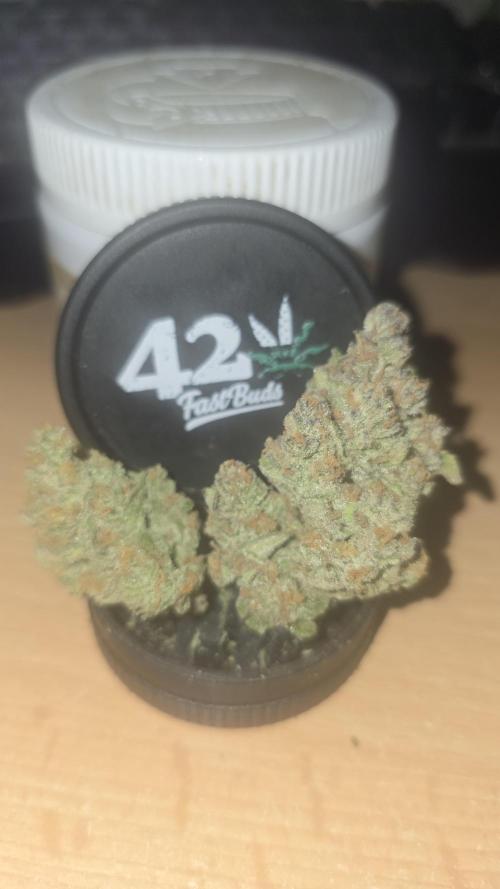 Z-Up Auto. Week 12