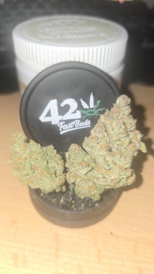 Z-Up Auto. Week 12