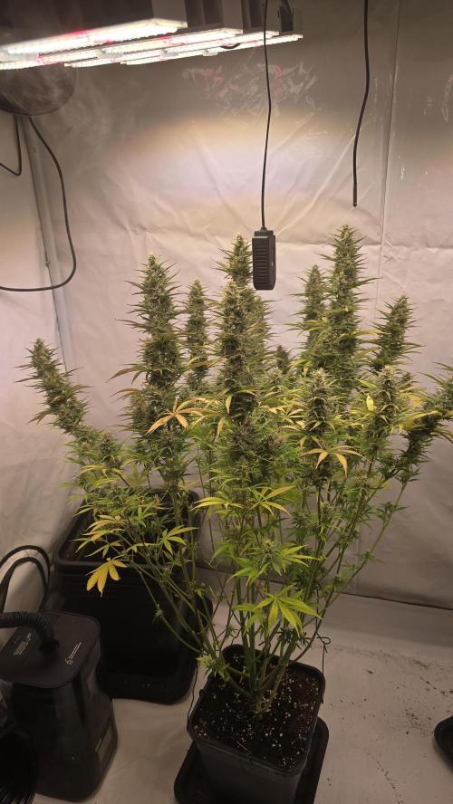 Pound Cake Auto. Week 11