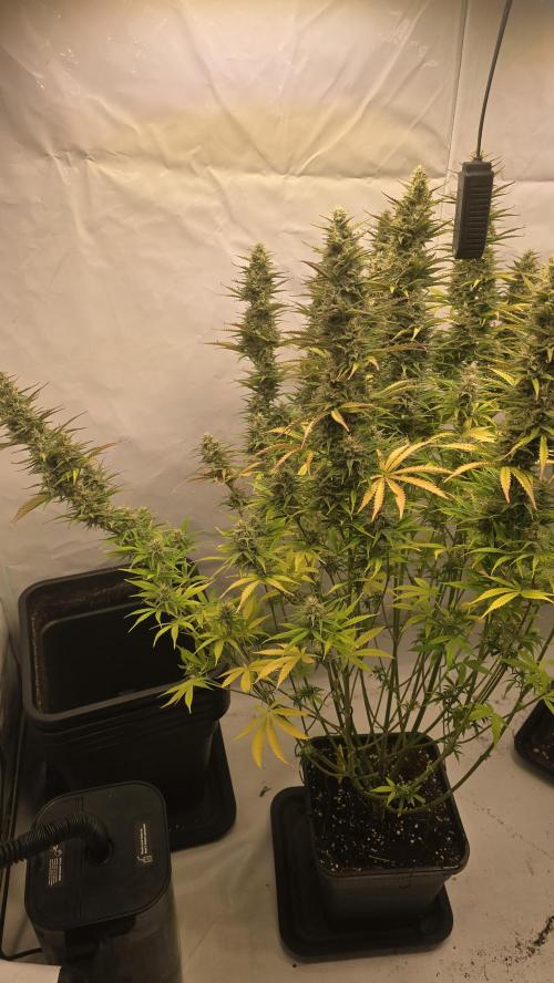 Pound Cake Auto. Week 11