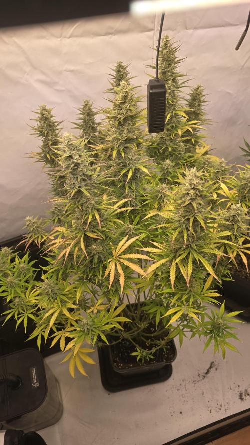Pound Cake Auto™. Week 11