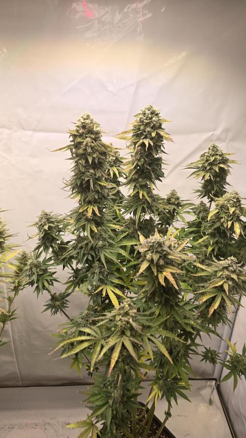 Lemon Cherry Gelato Auto. Week 10