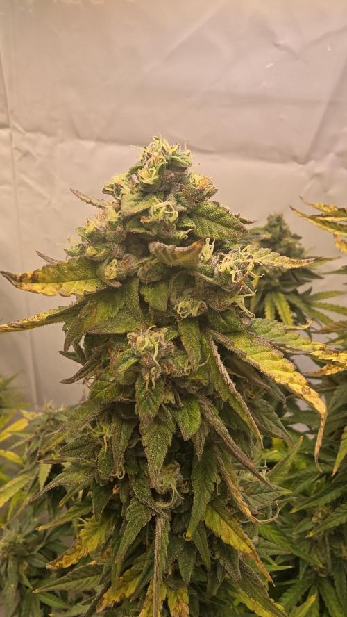 Lemon Cherry Gelato Auto. Week 10