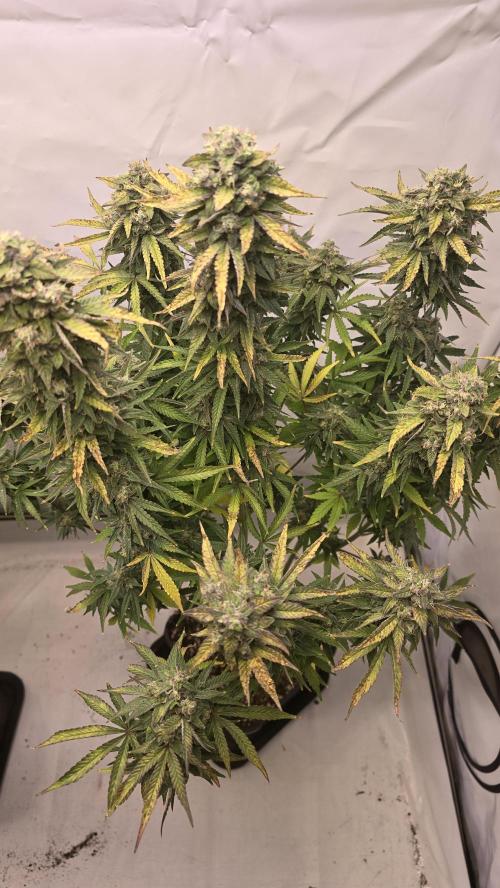 Lemon Cherry Gelato Automatic. Week 10
