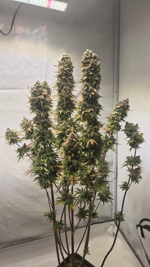 Lemon Cherry Gelato Auto. Week 11