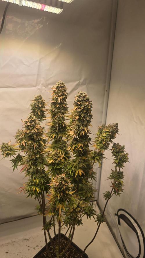 Lemon Cherry Gelato Auto. Week 11