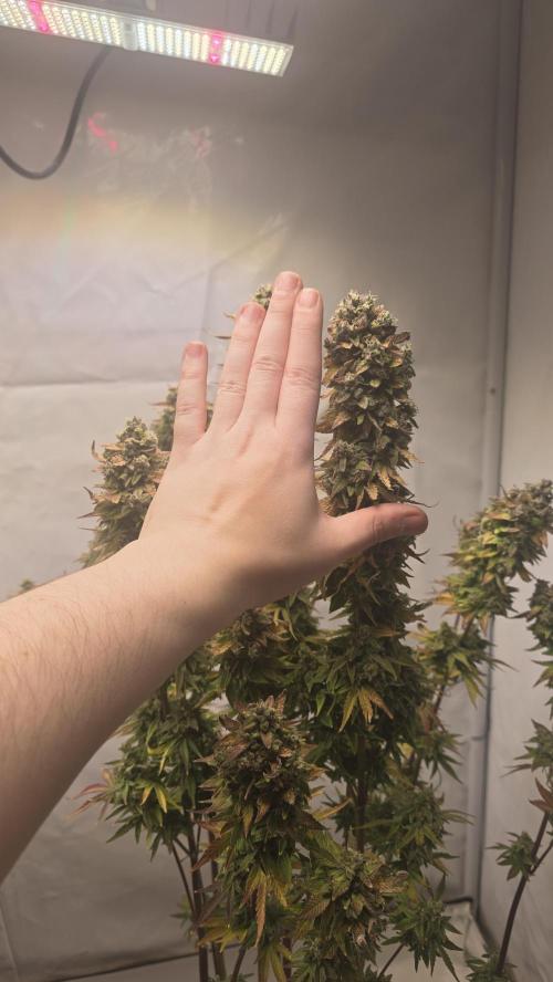Lemon Cherry Gelato Auto. Week 11