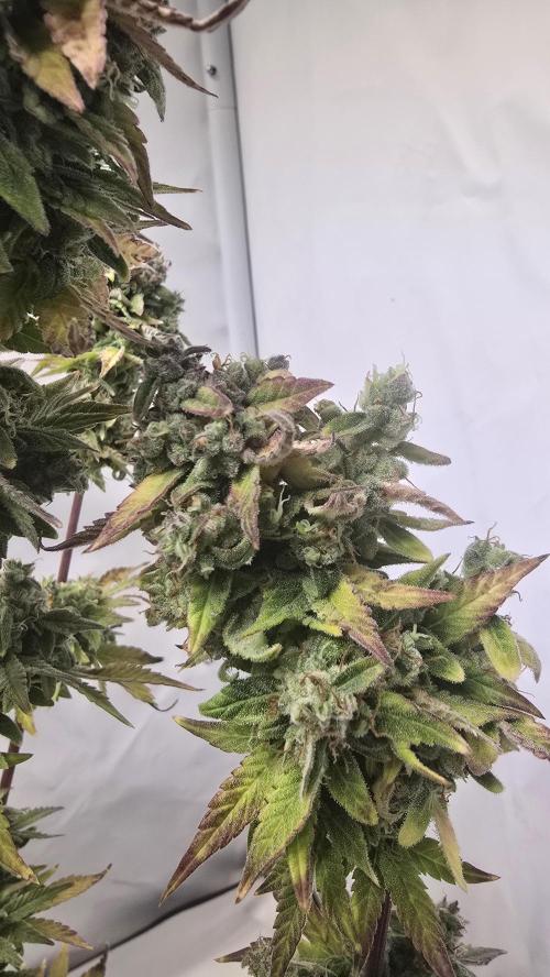 Lemon Cherry Gelato Auto. Week 11