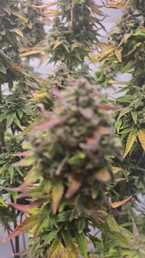 Lemon Cherry Gelato Auto