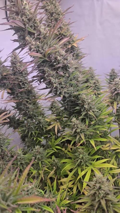 Pound Cake Auto