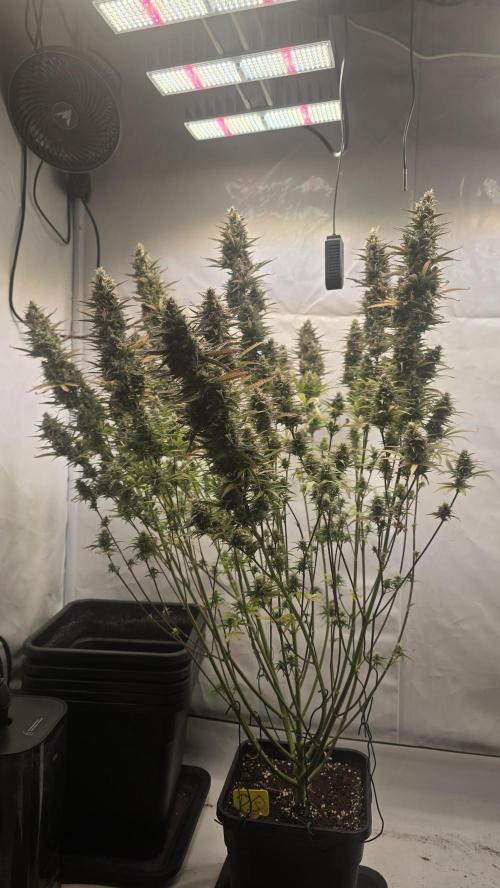 Pound Cake Auto. Week 12