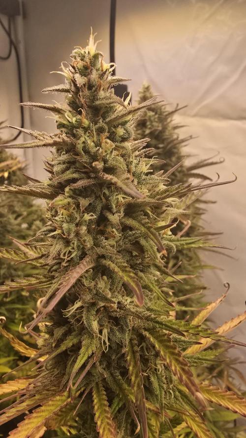 Pound Cake Auto. Week 12