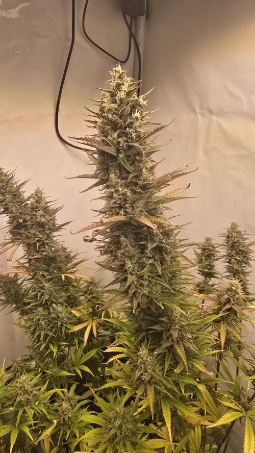 Pound Cake Auto. Week 12