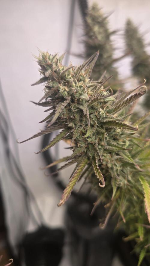 Pound Cake Auto. Week 12