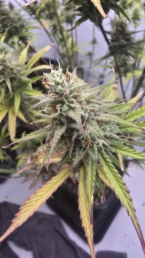 Pound Cake Auto™. Week 12