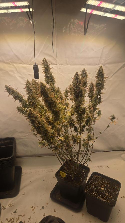 Pound Cake Auto. Week 13
