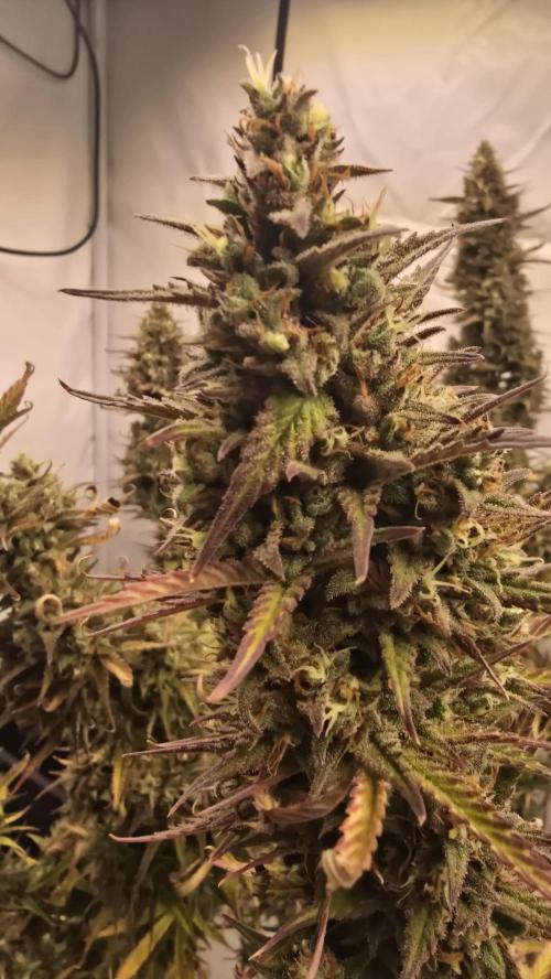 Pound Cake Auto. Week 13