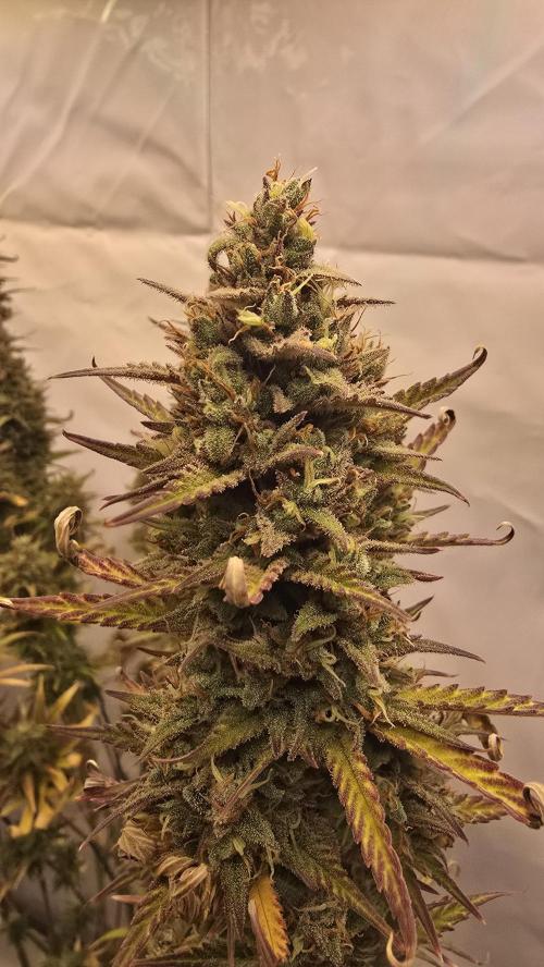 Pound Cake Auto. Week 13