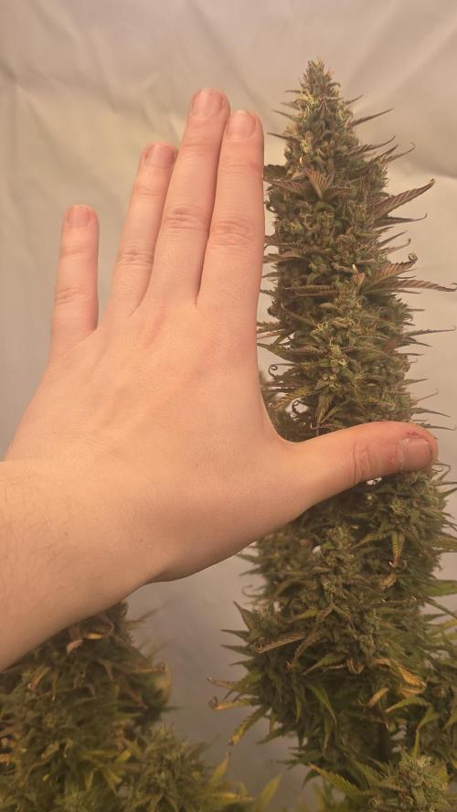 Pound Cake Auto. Week 13