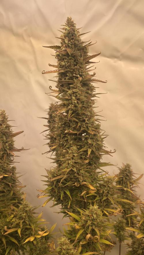 Pound Cake Auto. Week 13