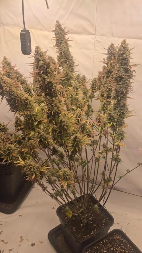 Pound Cake Auto