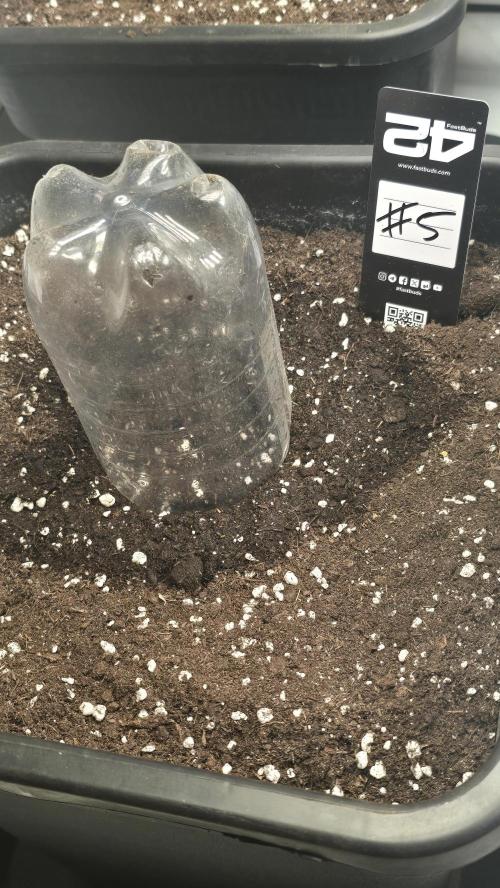 Gorilla Cookies Auto phenohunt #5. Week 0