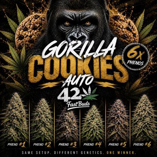 Gorilla Cookies Auto phenohunt #4. Week 0
