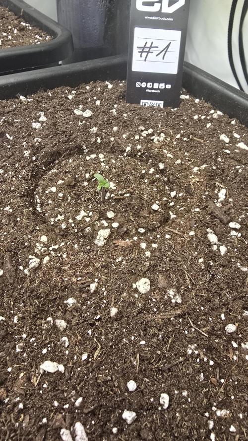 Gorilla Cookies Auto phenohunt #1. Week 0