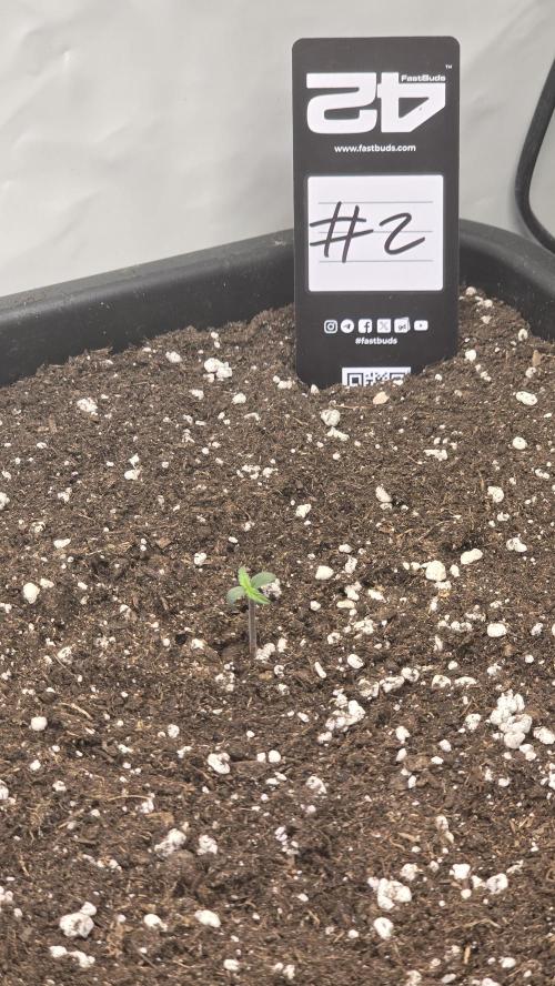Gorilla Cookies Auto phenohunt #2. Week 0