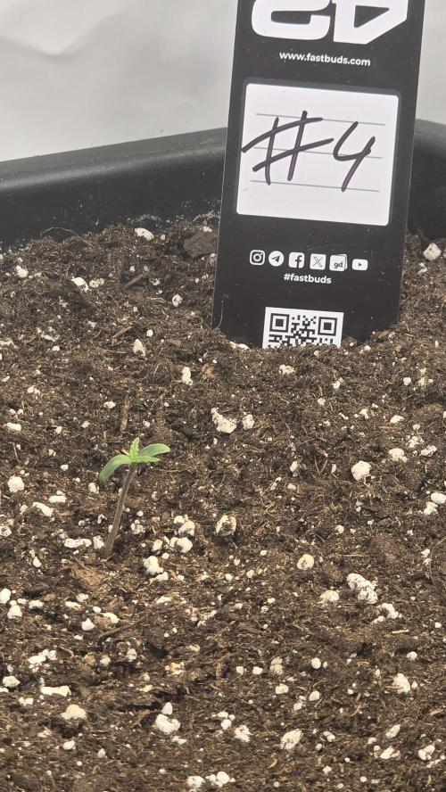 Gorilla Cookies Auto phenohunt #4. Week 0