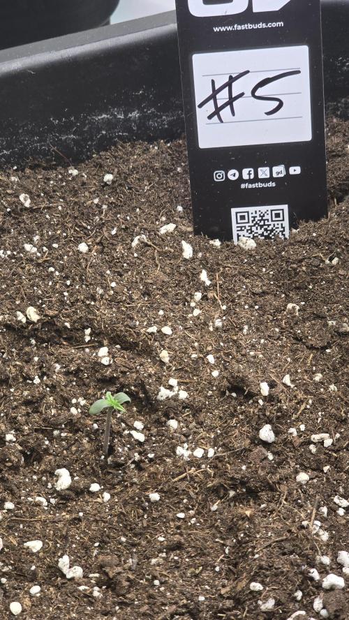 Gorilla Cookies Auto phenohunt #5. Week 0